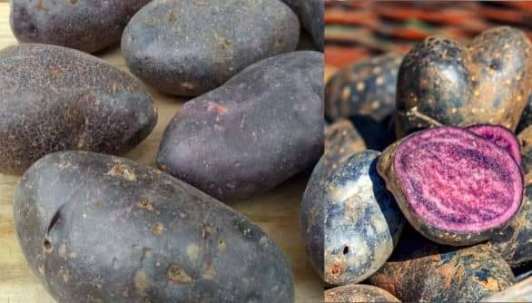 100 रुपए किलो बिक रहा यह आलू, सेहत के लिए है बेहद ही फायदेमंद, जानिए कैसे ये बाजार में बिकने वाले आलू से है अलग