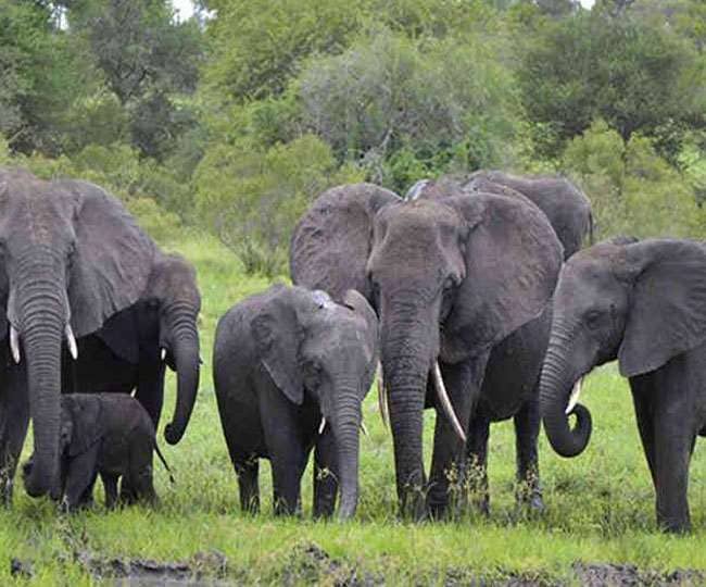 धनबाद की टुंडी में फिर हाथियों का उत्पात, ग्रामीण पूछ रहे सायरन योजना का क्या हुआ हुजूर?