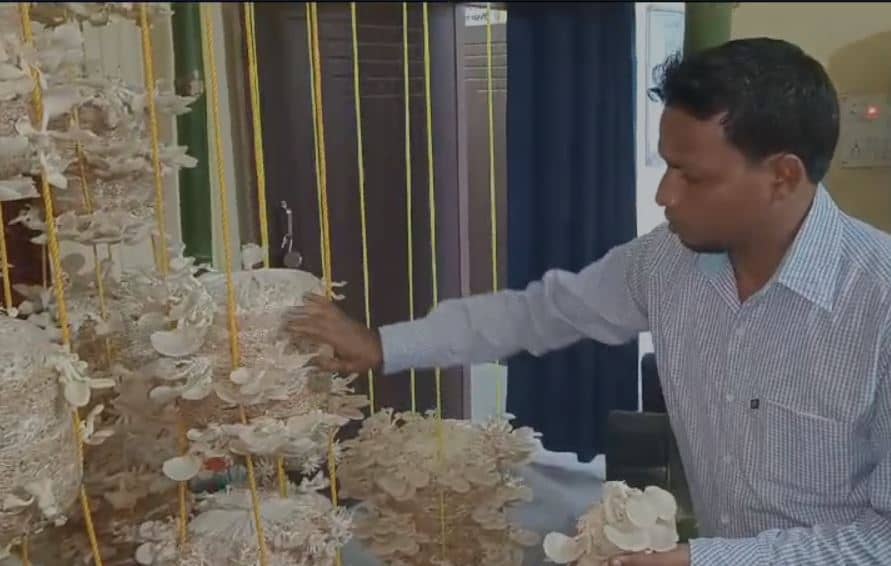 लोहरदगा : मशरूम बना रोजगार का मुख्य साधन, हर महीने 20 हजार रुपए तक की हो रही है इनकम