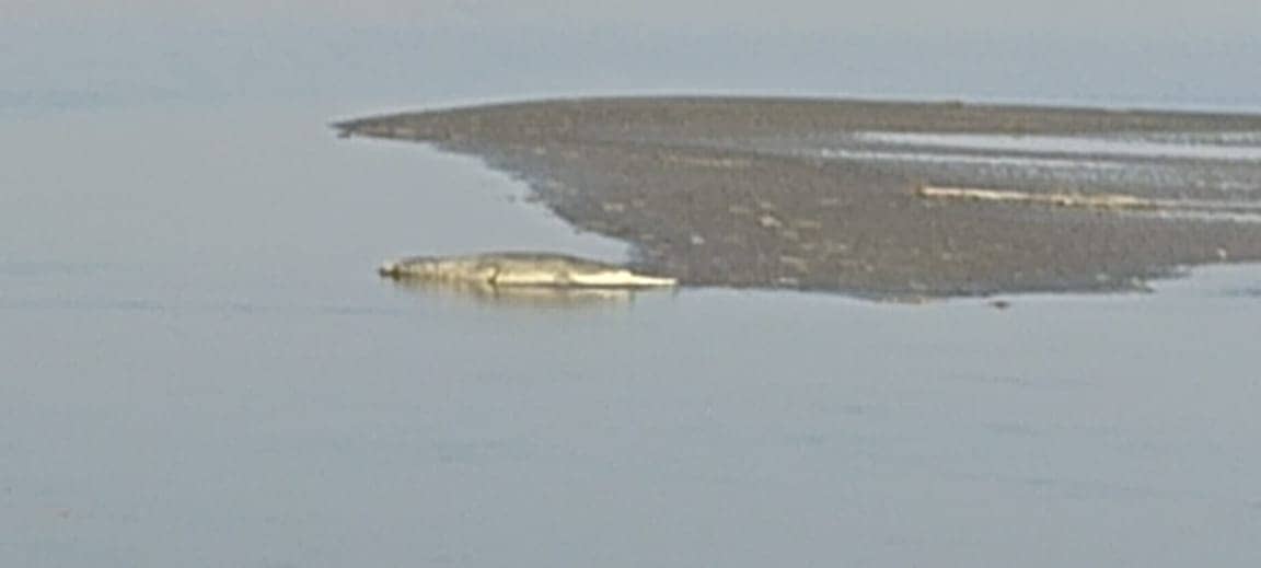 सावधान! गोपालगंज के इस छठ घाट पर दिखा विशाल मगरमच्छ, वीडियो वारयल होने पर प्रशासन ने जारी किया अलर्ट