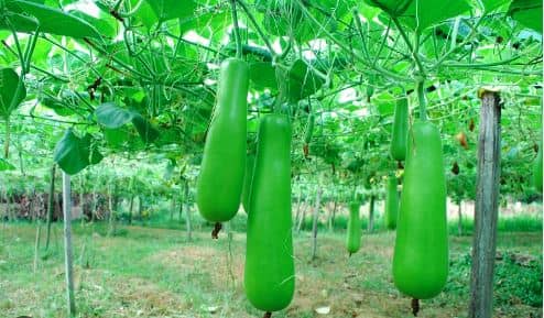 लोक आस्था का महापर्व: जानिए नहाए-खाय के दिन आखिर कद्दू की सब्जी ही क्यों बनाई और खाई जाती है ?