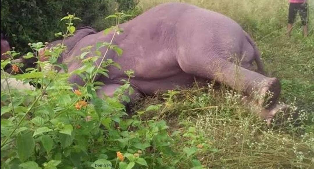 जमशेदपुर में बिजली तार की चपेट में आने से पांच हाथियों की मौत,पढ़ें इसके पीछे किसकी है लापरवाही   