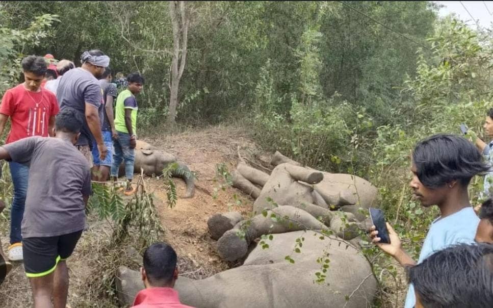 झारखंड में लगातार हो रही हाथियों की मौत पर गृह मंत्रालय सख्त, अब बिजली और वन विभाग के कई पदाधिकारियों पर गिर सकती है गाज   
