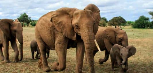 20 दिन में 7 हाथियों की मौत, हरकत में आई केन्द्र सरकार