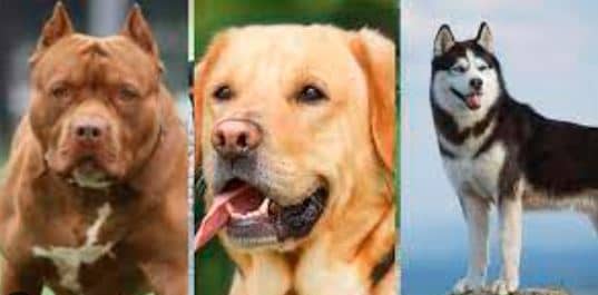 अगर कुत्ते पाले हुए हैं या फिर पालने की सोच रहे हैं,तो ये काम करवा लीजिएगा. जानिए क्या नोटिस आने वाली है