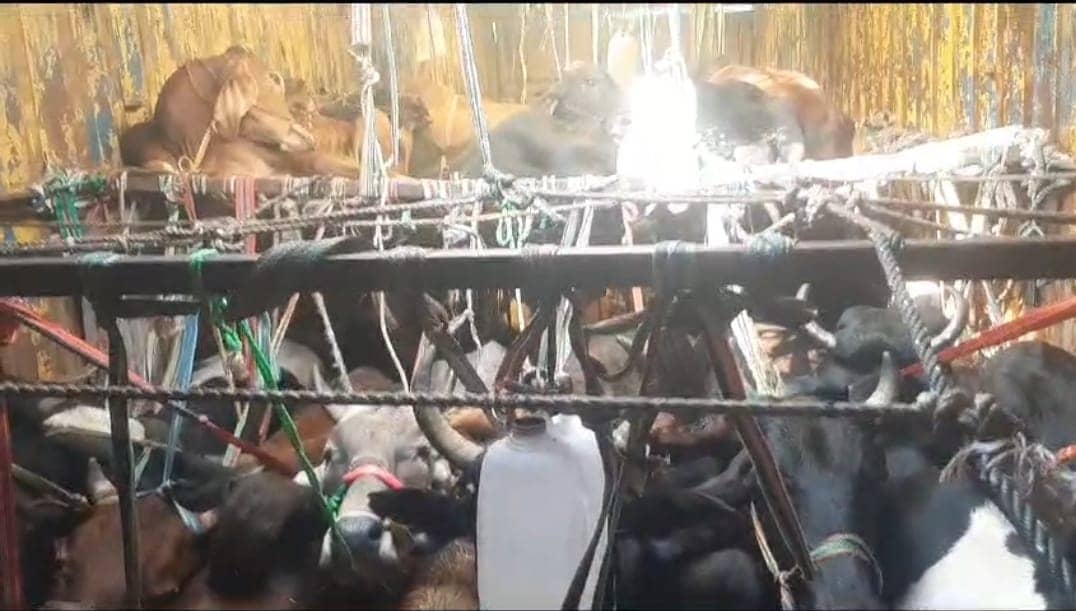 गिरिडीह पुलिस ने मवेशियों से लदे कंटेनर को पकड़ा, 8 तस्कर गिरफ्तार, पढ़ें विस्तार से