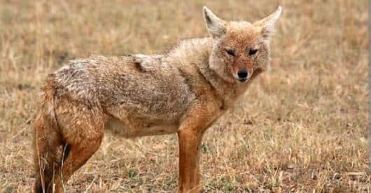 खतरनाक सियार ने पांच लोगों को काटकर किया जख्मी, सभी को लगायीा गया एंटी रेबिज टीका