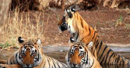 पलामू के जंगल पहुंचे बाघों को बाघिन की जरूरत ! वन विभाग करे व्यवस्था नहीं तो लौट जायेंगे किंग ऑफ जंगल