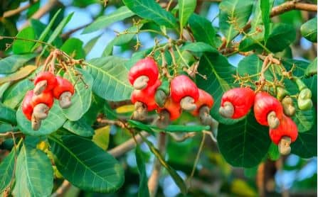 साइबर ठगी नहीं काजू के लिए मशहूर होगा जामताड़ा !, काजू की खेती के लिए मुफीद है यहां की मिट्टी  