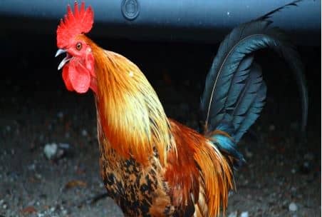 साइबर ठगों की अनोखी करतूत, मुर्गा देने के नाम पर लगाया 95 हजार का चूना