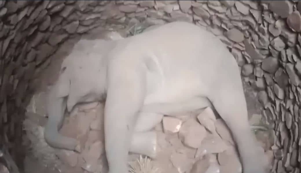 BREAKING : 37 घंटे तक कड़कड़ाती ठंड में गजराज ने दिखाया हौसला, आखिरकार तोड़ दिया दम