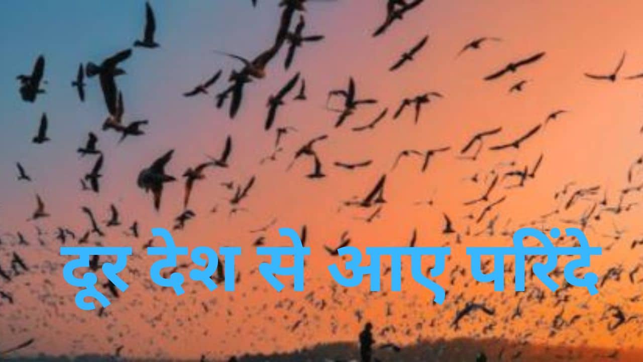 रोचक : सात समंदर पार कर झारखंड पहुंचे परिंदे, देखिए इनकी चहचहाहट से कैसे गुलजार हुई सूबे की फिजा