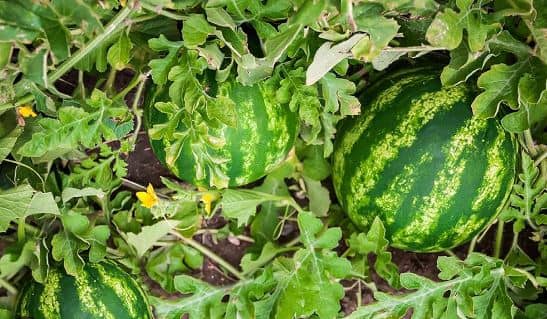 आर्गेनिक तरबूज से किसान संवारेंगे तकदीर, अन्नदाताओं ने नर्सरी में लगाए 99 हजार पौधे, पढ़िए पूरी खबर    