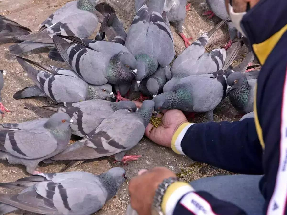 अगर आप भी कबूतरों को दे रहे हैं दाना तो हो जाएं सावधान! वरना आपको हो सकती है दम्मा की खतरनाक बीमारी