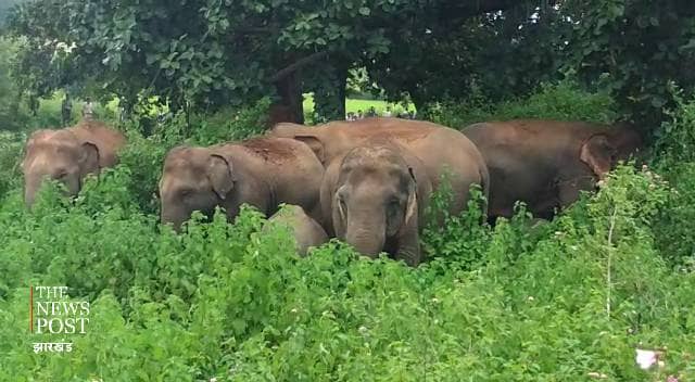 वन विभाग ने कसी कमर,   ताकि सुरक्षित जंगल को लौट जाए गजराज परिवार