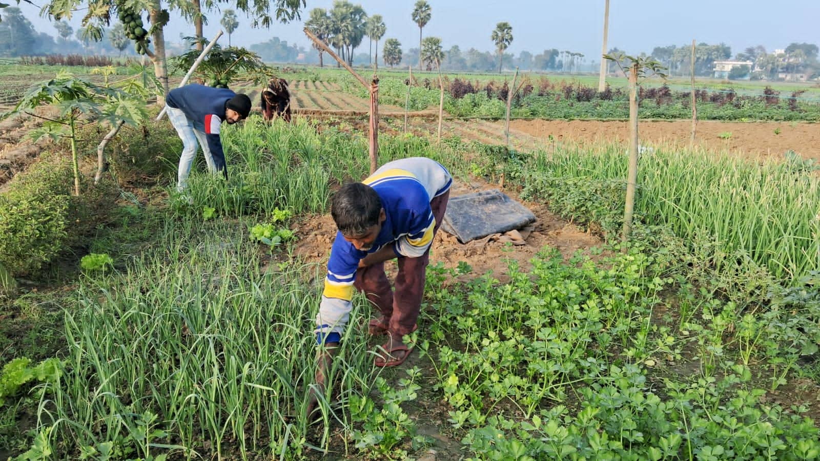 गया के किसान ने किया कमाल! पहली बार की विदेशी प्याज की खेती, मार्केट में है काफी डिमांड