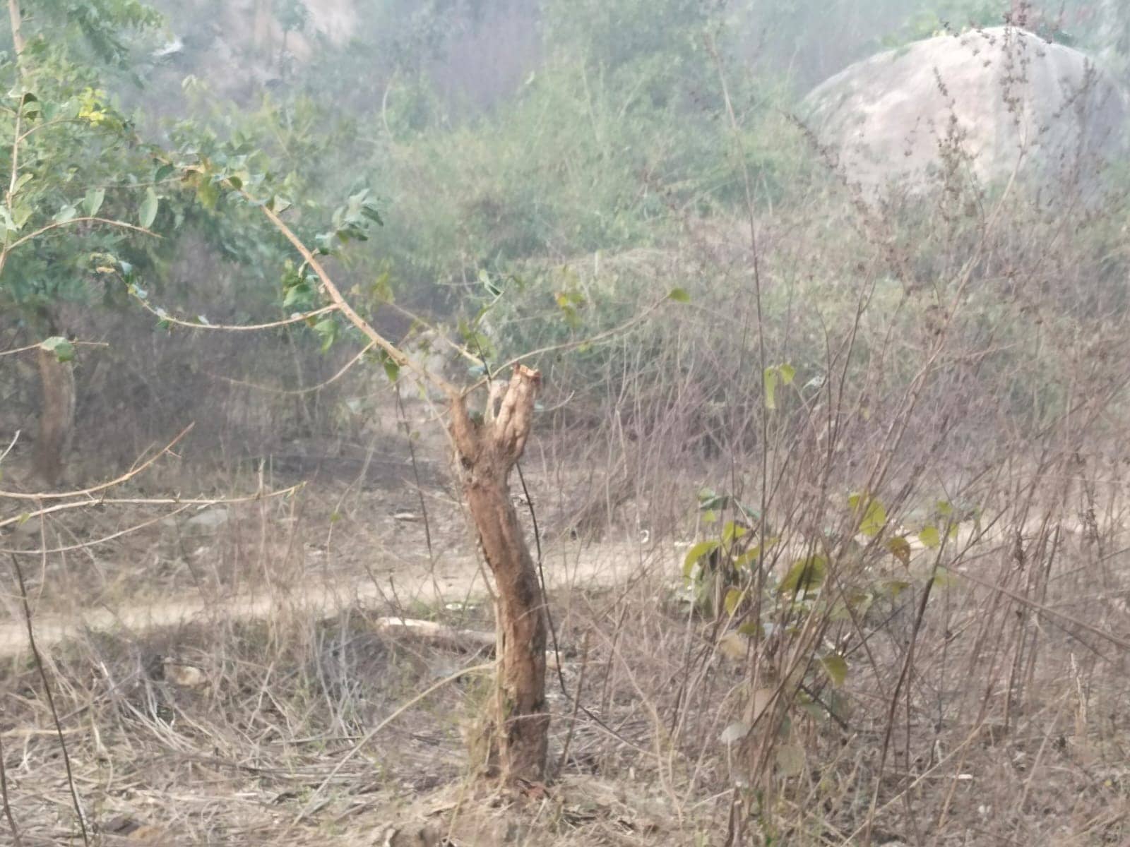 यहां पेड़ों की अंधाधुंध कटाई, सूचना के बाद भी प्रशासन नहीं करता कार्रवाई ! पढ़िए कहां की ये खबर 