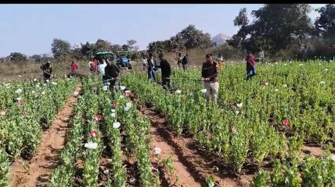 गुमला: नशे की खेती पर चला प्रशासन का ट्रैक्टर! पुलिस ने 1 एकड़ में लगे अफीम के फसल को किया नष्ट