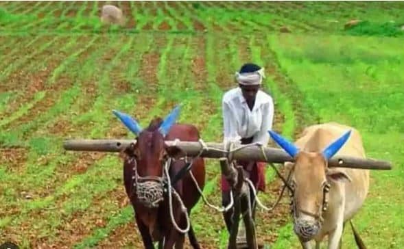 चंपई सरकार किसानों को देने जा रही बड़ा तोहफा, जानिए आखिर क्या अन्नदाताओं को मिलने वाला है 