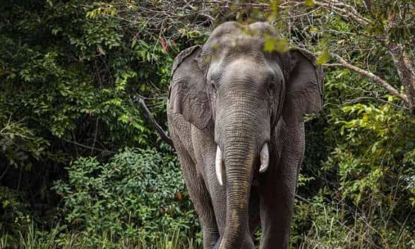 बेटी की डोली उठने से पहले उठ गयी पिता की अर्थी, जानिए कैसे जंगल के गजराज ने खुशियों को मातम में बदल दिया 