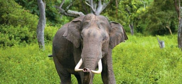 गुस्साए गजराज ने गर्भवती महिला को पटक-पटक कर मार डाला, जानिए कहां का है मामला  