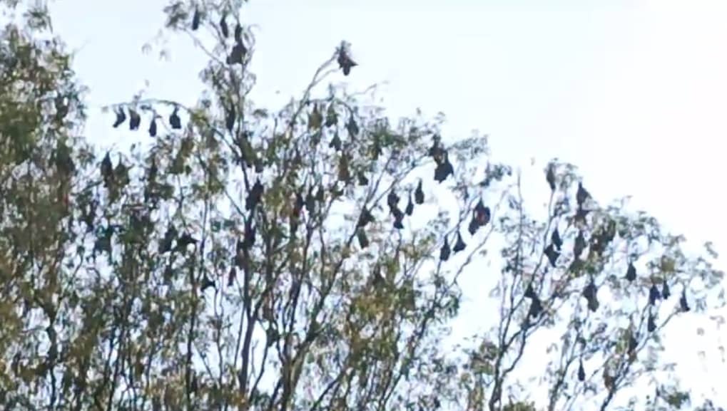 Gumla News : पेड़ो में चलती कुल्हाड़ी से खतरे में वन्य जीव, गुमला में चमगादड़ों की अस्तित्व पर छाया संकट