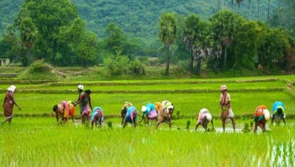 जब अकाल का साया मंडराया तो भी यहां कोई भूखे पेट नहीं सोया. पढ़िए झारखण्ड की इस धरती को क्यों बोला जाता है "धान का कटोरा "