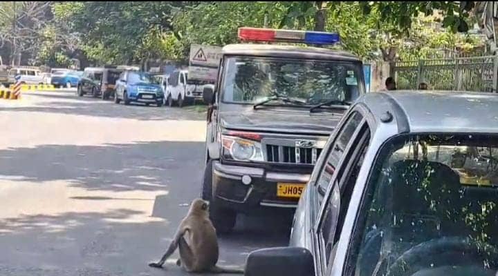 सावधान : जमशेदपुर में खुलेआम घूम रहे खूंखार जानवर! तेंदुआ के बाद अब लंगूर ने मचाया उत्पात, पढ़ें क्या कर रहा वन विभाग   