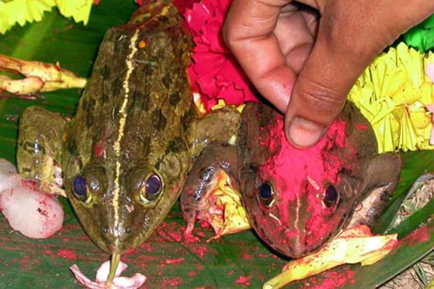 अजीब है ये टोटका,यहां अच्छी बारिश के लिए मेढ़क मेढ़की की धूमधाम से कराई जाती है शादी