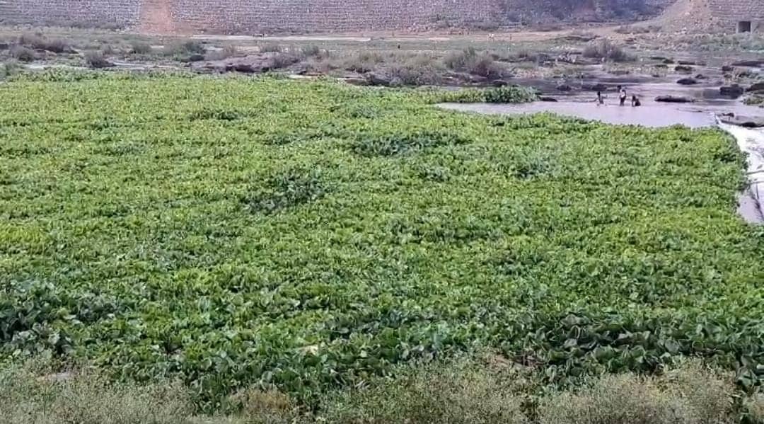 खतरे में लौहनगरी की प्यास बुझानेवाली स्वर्णरेखा और खरकई नदी, चारों तरफ लगा जलकुंफी का अंबार