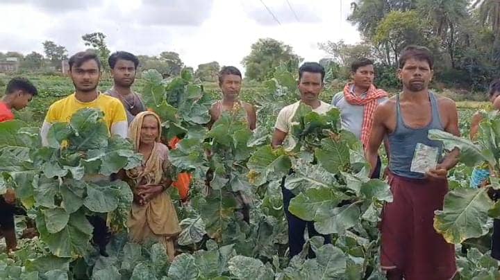 कौन सुनेगा मजबूर किसानों की पीड़ा! दुकानदार की ठगी के शिकार हुए देवघर के सैकड़ो किसान,घटिया बीज की वजह से बर्बाद हुई गोभी की खेती   