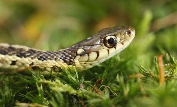 बरसात में जहरीले सांप बिच्छु से रहे सावधान! इन 5 उपायों से घर के आस पास भी नहीं भटकेंगे सांप