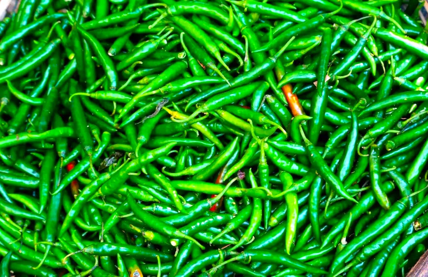 इस तीखी मिर्ची के फायदे जान हो जाएंगे हैरान, लंग्स कैंसर रोकने में भी है बड़ा कामगार