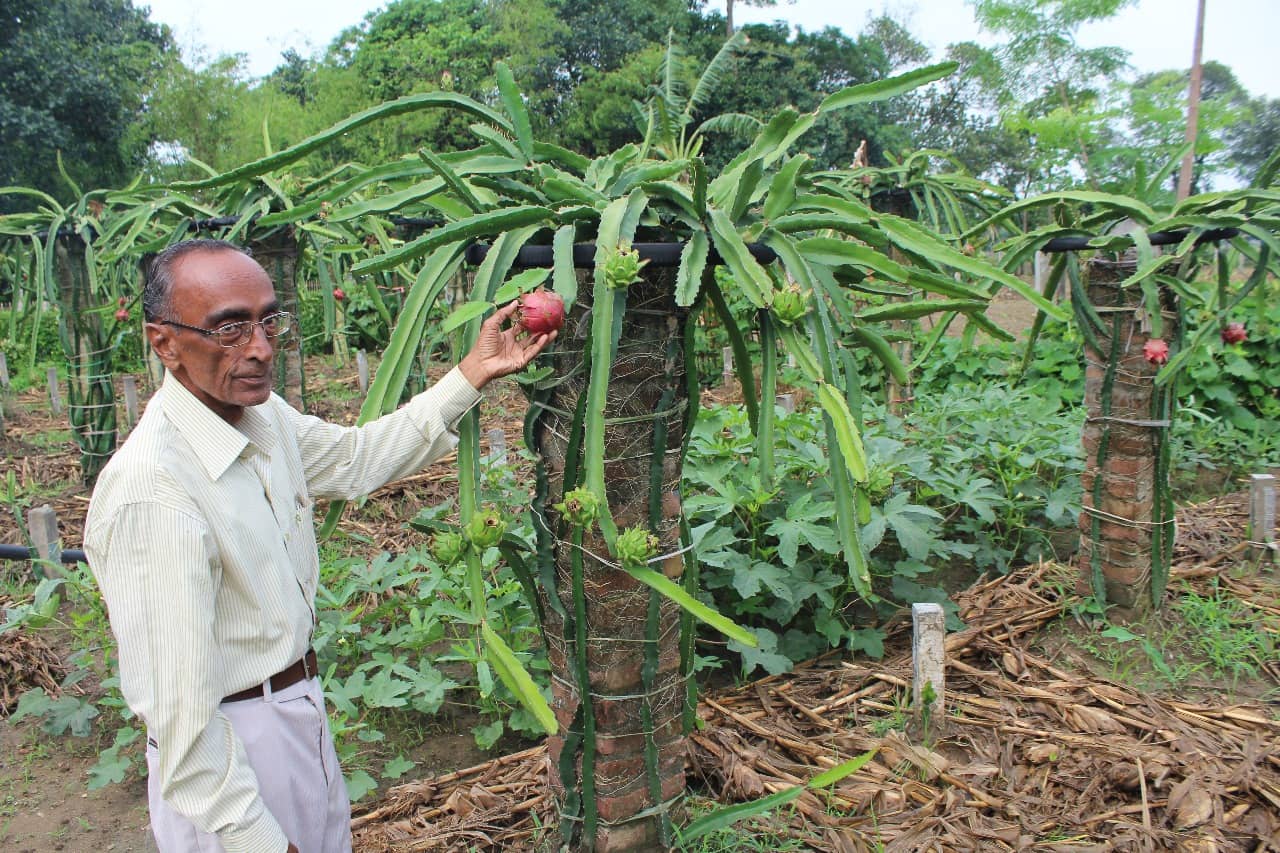 बिहार के नागराज नखत ने स्मार्ट खेती से बदली सीमांचल की पहचान, अब ड्रैगन फ्रूट से हो रही लाखों की आमदनी