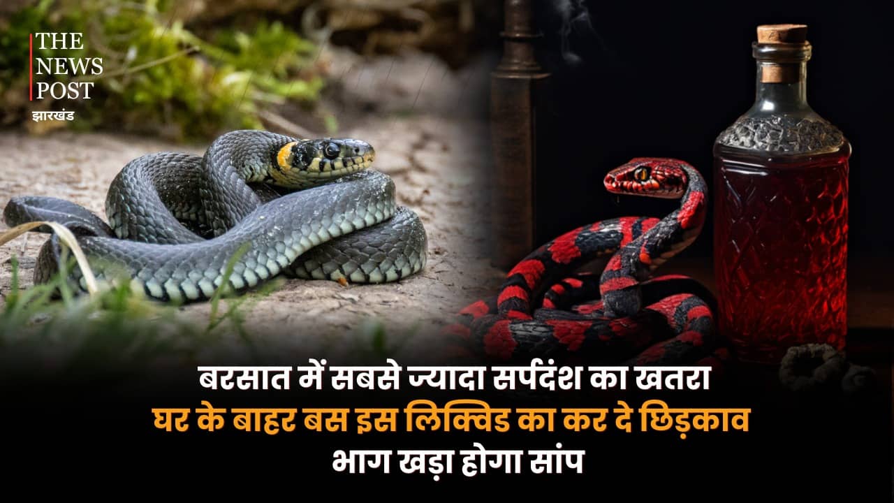 बरसात में सबसे ज्यादा सर्पदंश का खतरा, घर के बाहर बस इस लिक्विड का कर दें छिड़काव, भाग खड़ा होगा सांप