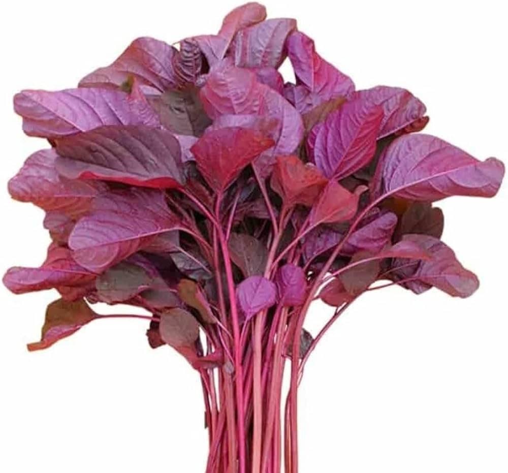 शरीर में नहीं मिल रहा है ताकत, खून की हो रही कमी तो इस साग का करें सेवन, आयरन और विटामिन का है भंडार