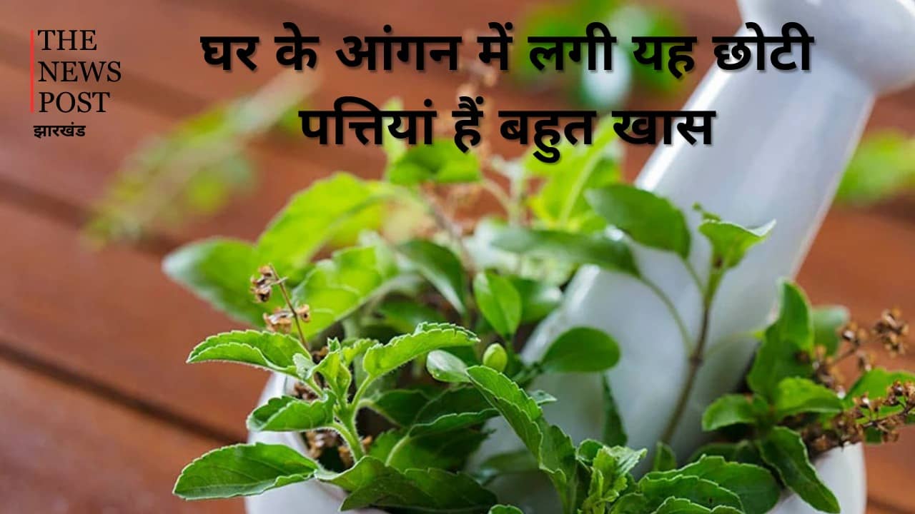 घर के आंगन में लगी यह छोटी पत्तियां हैं बहुत खास, आयुर्वेद मानता है संजीवनी, डायबिटीज वालों के लिए भी रामबाण