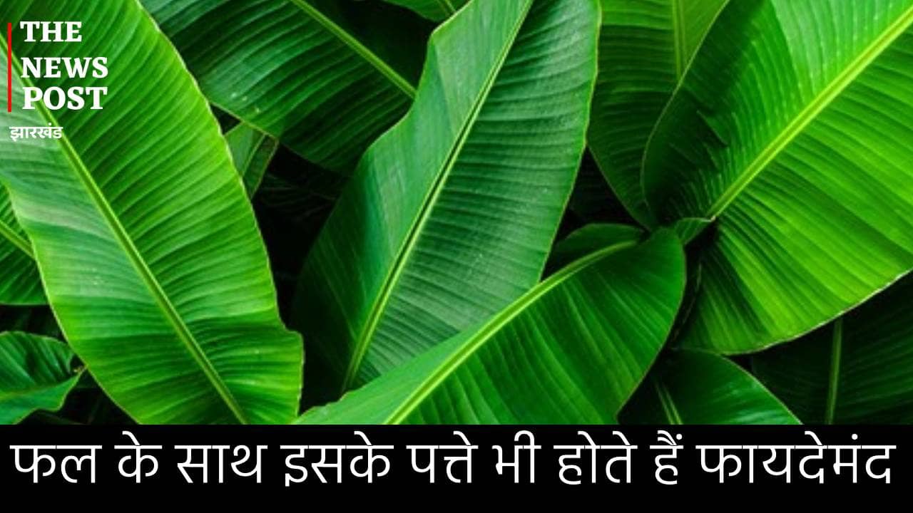 इम्यूनिटी से लेकर बालों तक के लिए बहुत फायदेमंद होते हैं केले के पत्ते, ऐसे करें इसका सेवन मिलेगा जल्द लाभ