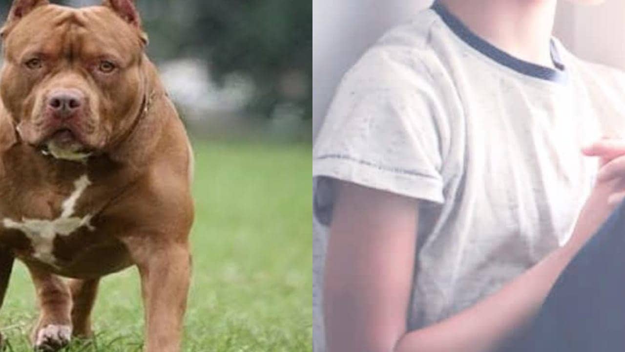 मां की ममता शर्मसार! पहले मासूम बेटे का हाथ पैर बांधा फिर खतरनाक कुत्ते से करवाया हमला, वजह कर देगी हैरान 