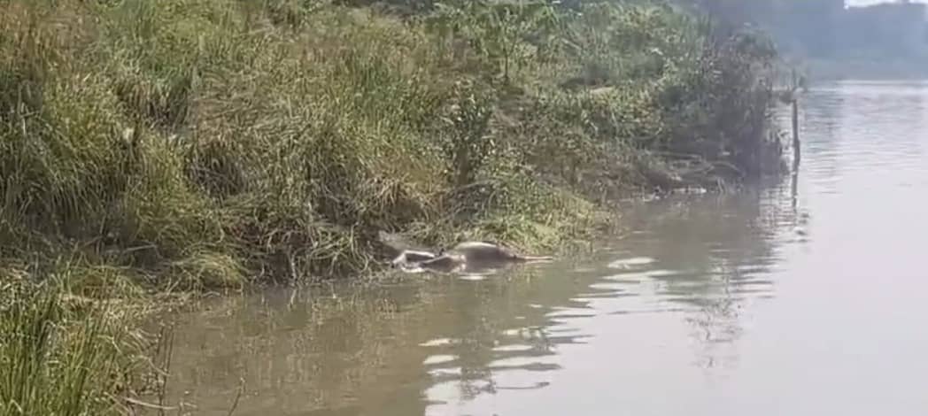 डोबो पुल के नीचे स्वर्णरेखा नदी के तट पर मिला बिना सिर का शव, इलाके में फैली सनसनी