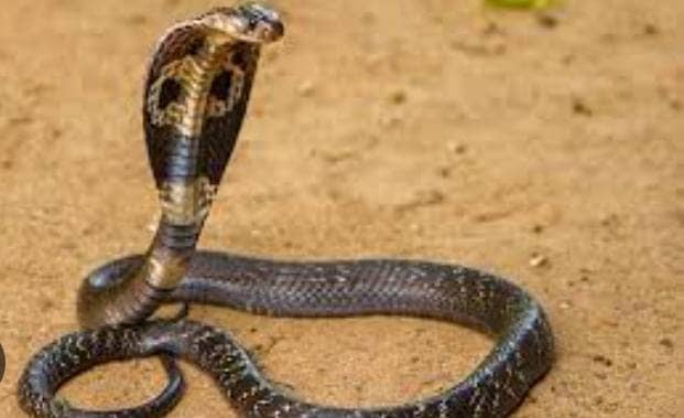 Big Breaking दुःखद!एक ही परिवार के चार बच्चों को जहरिले सांप ने डंसा, तीन की मौत,एक की हालत गंभीर