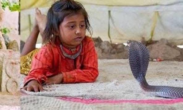 अरे बाप रे! इस देश में कुत्ता बिल्ली की जगह खतरनाक कोबरा को शौक से पालते हैं लोग,पढ़े क्या है इसके पीछे का रहस्य