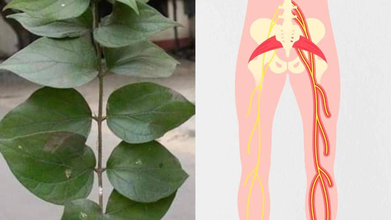 अगर आप भी साइटिका के दर्द से हैं परेशान तो ये पत्ता आपके लिये है रामबाण, ऐसे करें इस्तेमाल 
