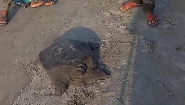 बिहार के इस जिले में खेत में मिला दुर्लभ प्रजाति का कछुआ, वजन सुन उड़ जायेंगे होश