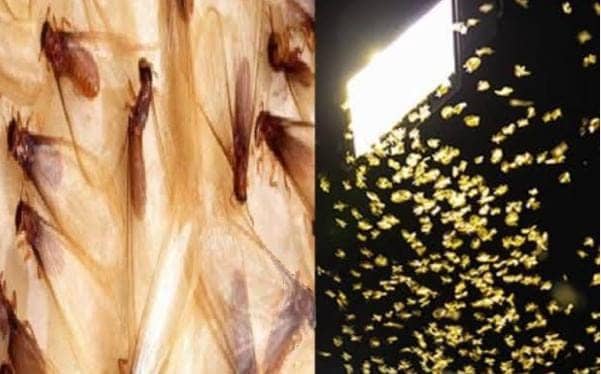 Tips and Tricks: घर में लगे ट्यूब लाइट और बल्ब के आस पास लग जाता है छोटे कीट पतंगो का जमावड़ा, तो अपनाएं ये ट्रिक