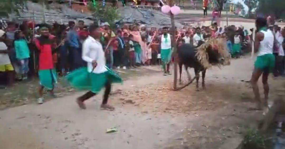 संताल जनजातियों के द्वारा मनाया जा रहा है महापर्व सोहराय,तीसरे दिन का क्या होता है महत्व । पढ़ें इस खबर में