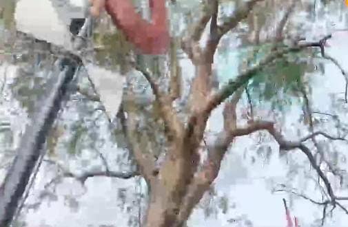 अजब-गजब! इस देश में मौजूद है बिना जड़ का अनोखा पेड़, मंदिर की छत पर 600 साल से खड़ा है पेड़