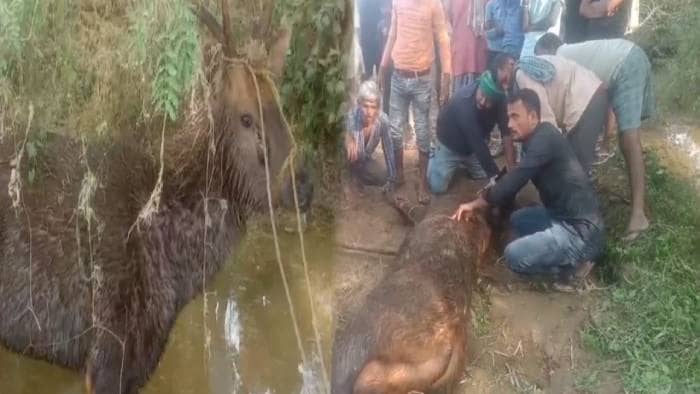 जंगल से भटक कर गांव में पहुंचा बारहसिंगा, ग्रामीणों ने किया वन विभाग के हवाले