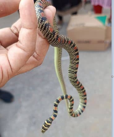 विलुप्ति के कगार पर पहुंचे तक्षक नाग कहां मिला, जानिए क्या हुआ उसके साथ