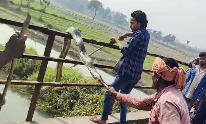 Viral Video Bihar: 20 फिट लंबे अजगर ने लोगों से जान बचाकर नदी मे लगाई छलांग, वीडियो सोशल मीडिया पर जमकर हो रहा वायरल